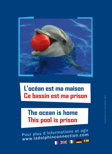 tract_operation_pour_les_dauphins_antibes_recto.jpg